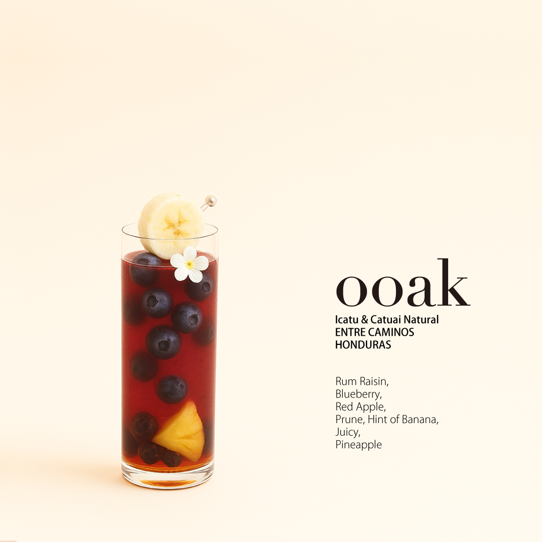 【数量限定発売】<ooak×Project Origin>【HONDURAS】ENTRE CAMINOS Icatu & Catuai Natural